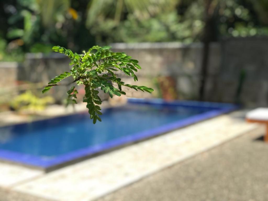 Peaceful Green Villa Unawatuna Exterior foto